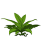 Aloe
