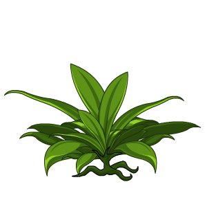 Aloe